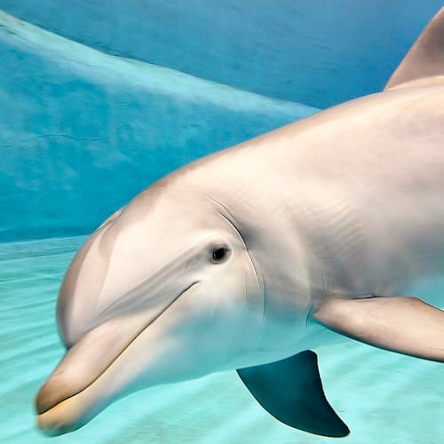 Valencia Ticket Museu Oceanográfico e de Ciências: Bilhete de entrada