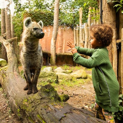 Amersfoort Ticket Zoológico de Amersfoort