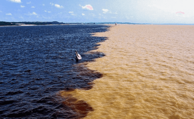 Manaus Tour Passeio Encontro das Águas + Pesca de Piranha + Jacaré