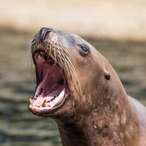 Harderwijk Ticket delfinário