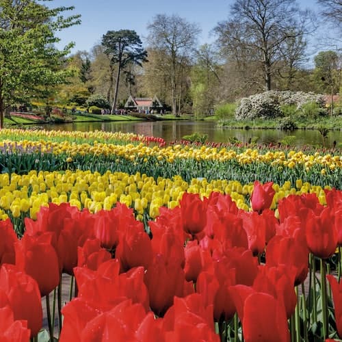 Lisse Ticket Keukenhof: entrada + transporte de ônibus de Amsterdã