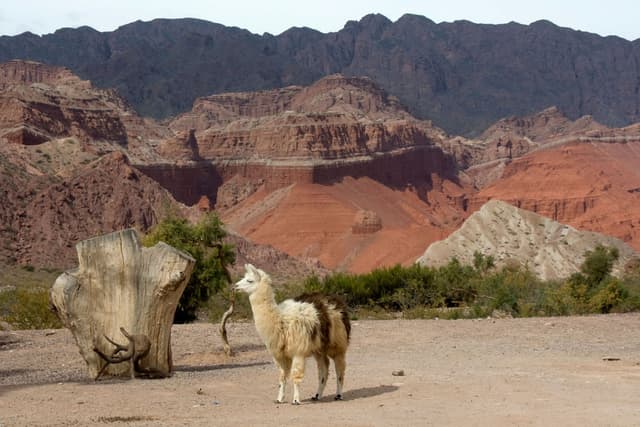 Salta Tour Tour pela Vinícola e Paisagem do Vale Calchaqui em Cafayate