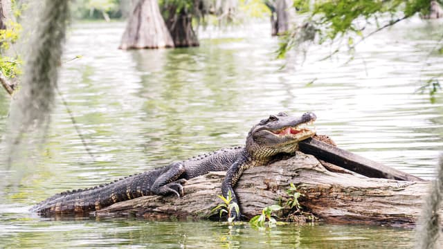 New Orleans Ticket Passe de atrações Go City All-Inclusive Pass - New Orleans