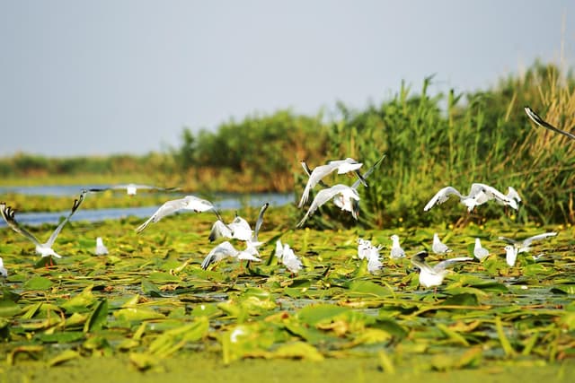 Bucharest Tour Explorando o Delta do Danúbio em uma viagem de um dia saindo de Bucareste