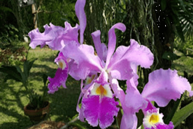 Bogota Tour Passeio privado ao Parque das Orquídeas saindo de Bogotá