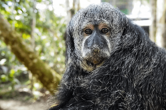 Leticia Tour Visita a Maikuchiga de Letícia