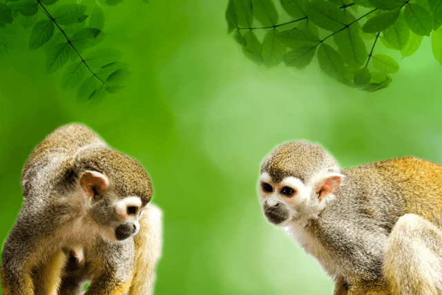 Leticia Tour Visita ao Parque Arqueológico Mundo Amazônico (serviço privado)