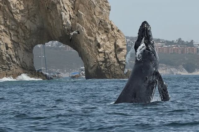 Cabo San Lucas Tour Tour de observação de baleias: 2 horas em Arch e Lovers Beach