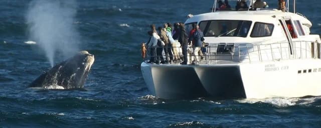 Hermanus Tour Passeio de observação de baleias em Hermanus